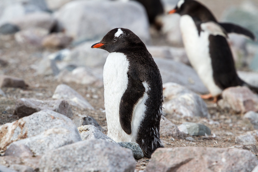 Moulting IMG_0487 Visiting a Gentoo Penguin (Pygoscelis pa… Flickr