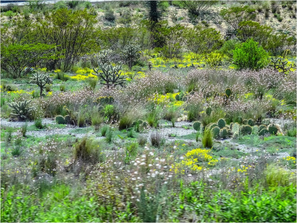 Carretera Saltillo a Matehuala Nuevo León México 150401 … Flickr