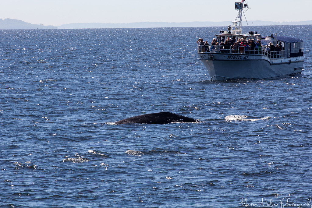 Grey whales Whale watching tour, out from Everett, WA