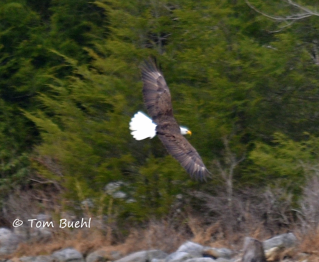 Bald Eagle Lebanon Reservoir, PA Tom Buehl Jr. Flickr
