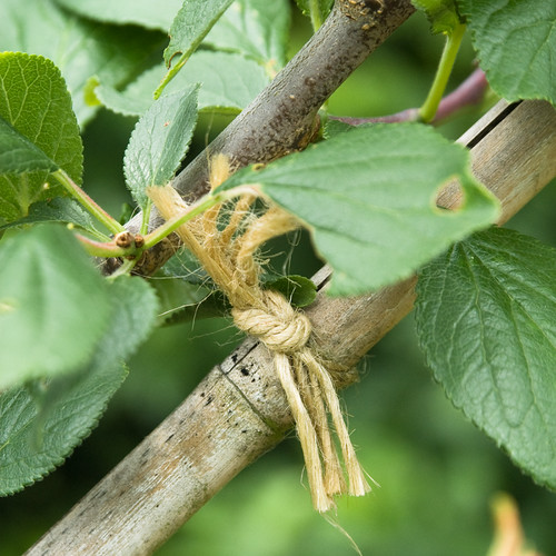 Fantrained plum tree Plum fan tied in to cane supports. Flickr
