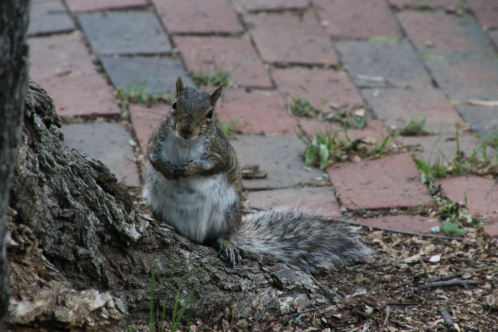 Squirrels at Vanderbilt University (Nashville, Tennessee) … Flickr