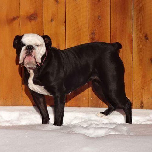 Olde English Bulldogge for adoption in socal Ary Toussi Flickr