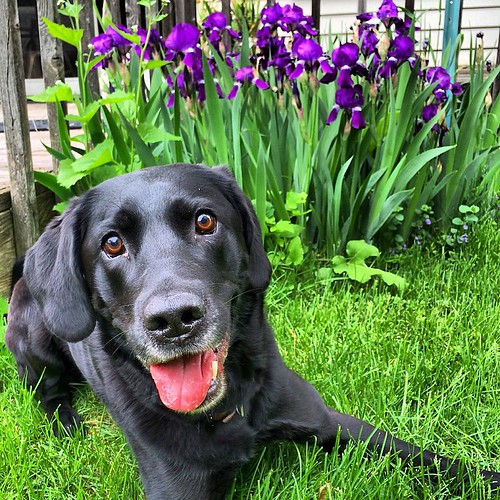 Cooper & Irises. Kat & Dog Flickr