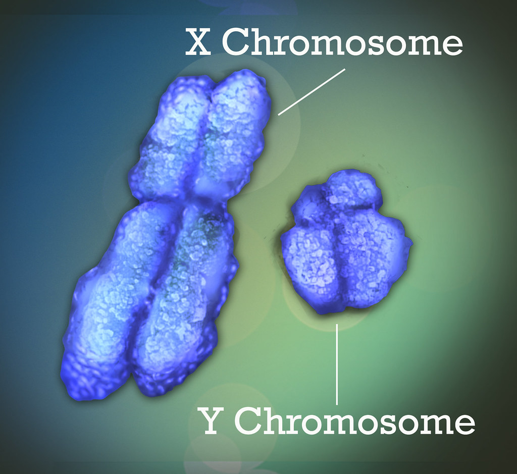 X and Y Chromosome The X and Y chromosomes, also known as … Flickr