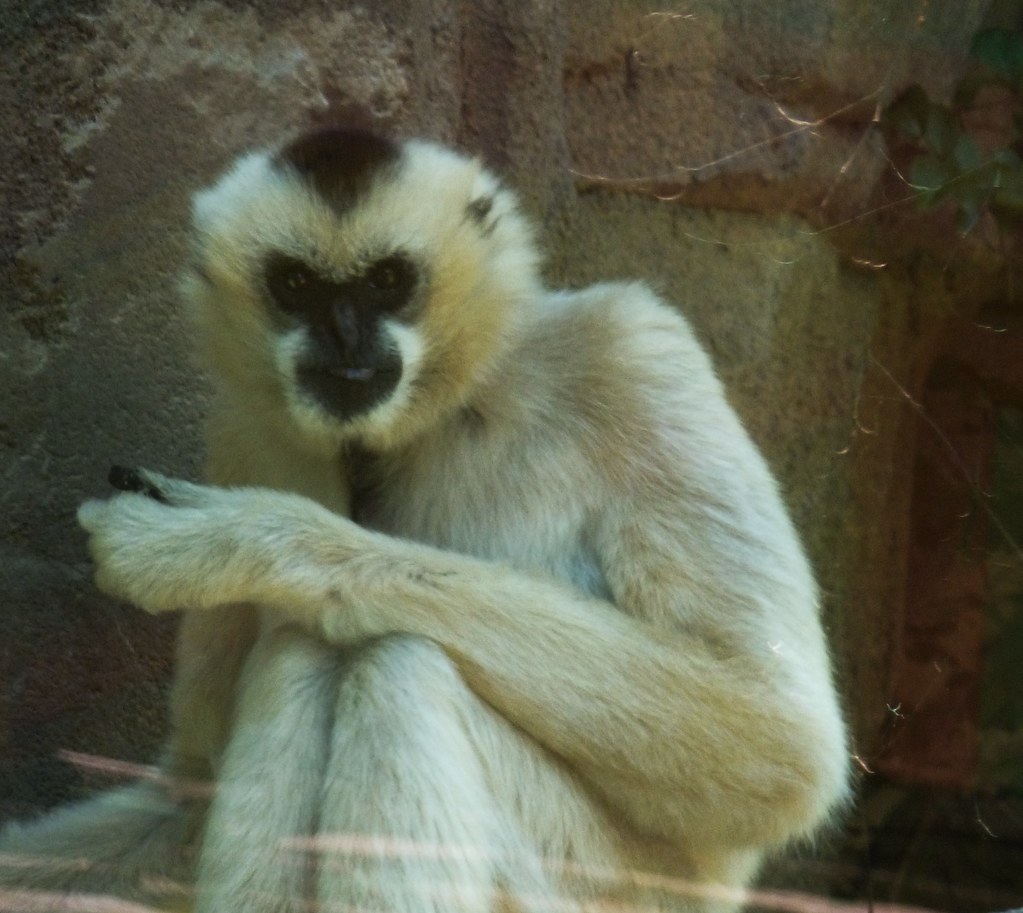 Gibbon Norfolk Zoo MisterQque Flickr