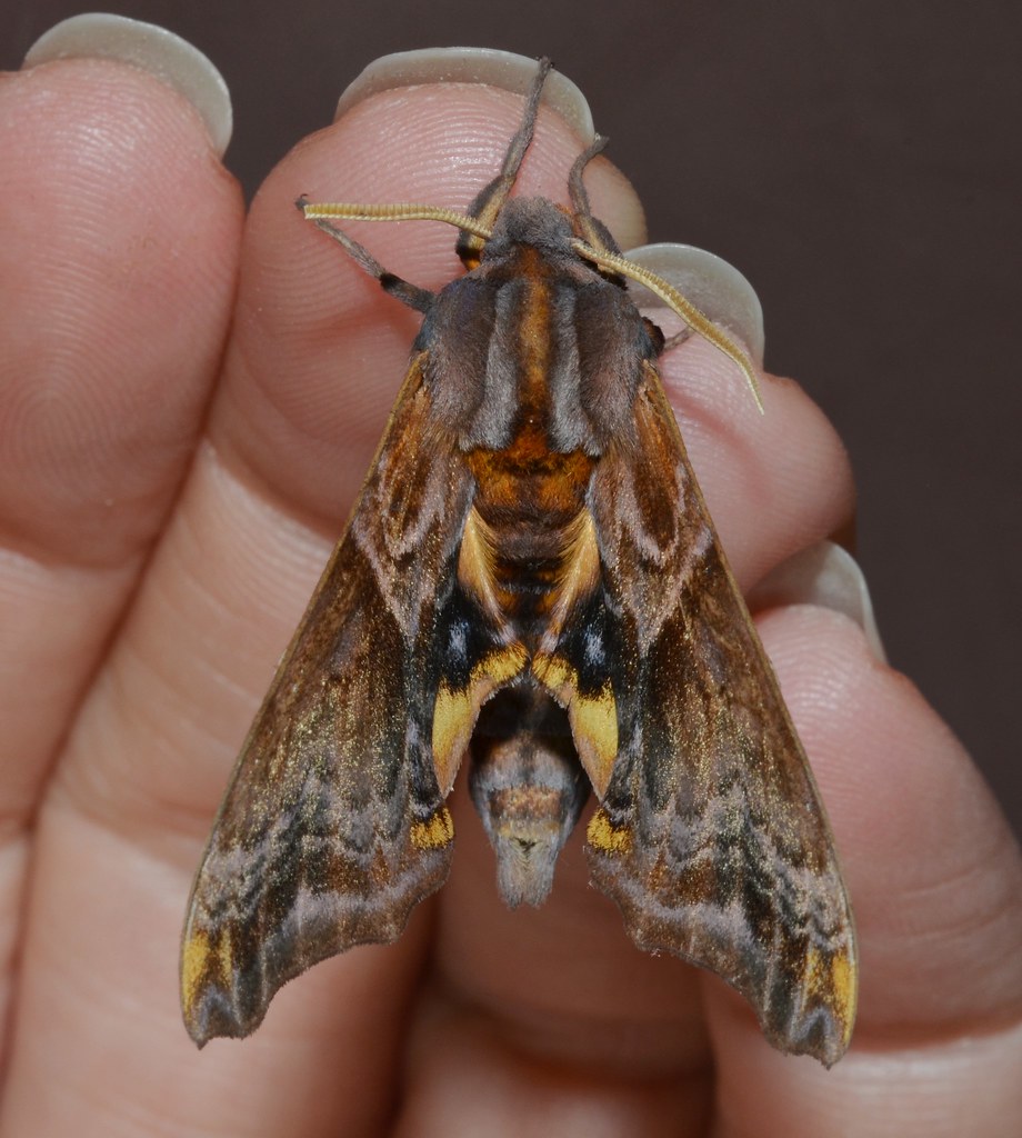  7825 Paonias myops Smalleyed Sphinx Moth Cuivre Riv… Flickr