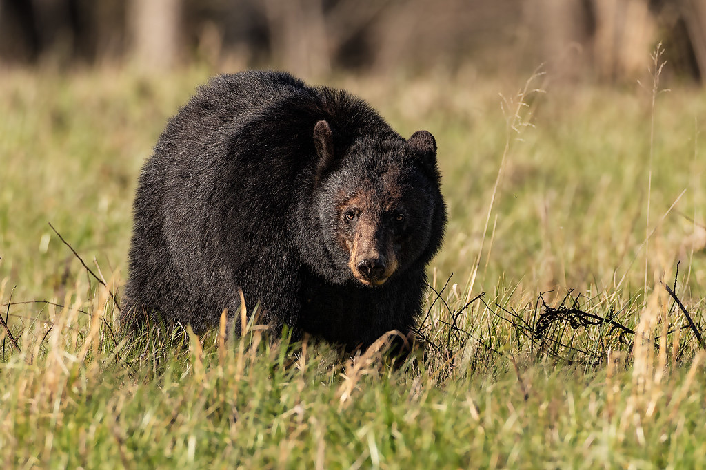 Mama Bear We watched Mama Bear and her two yearling cubs f… Flickr