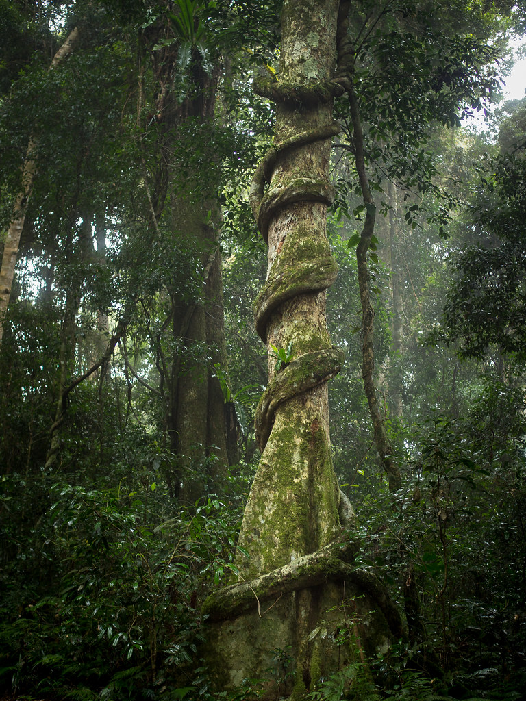 Rainforest liana A liana is any of various longstemmed