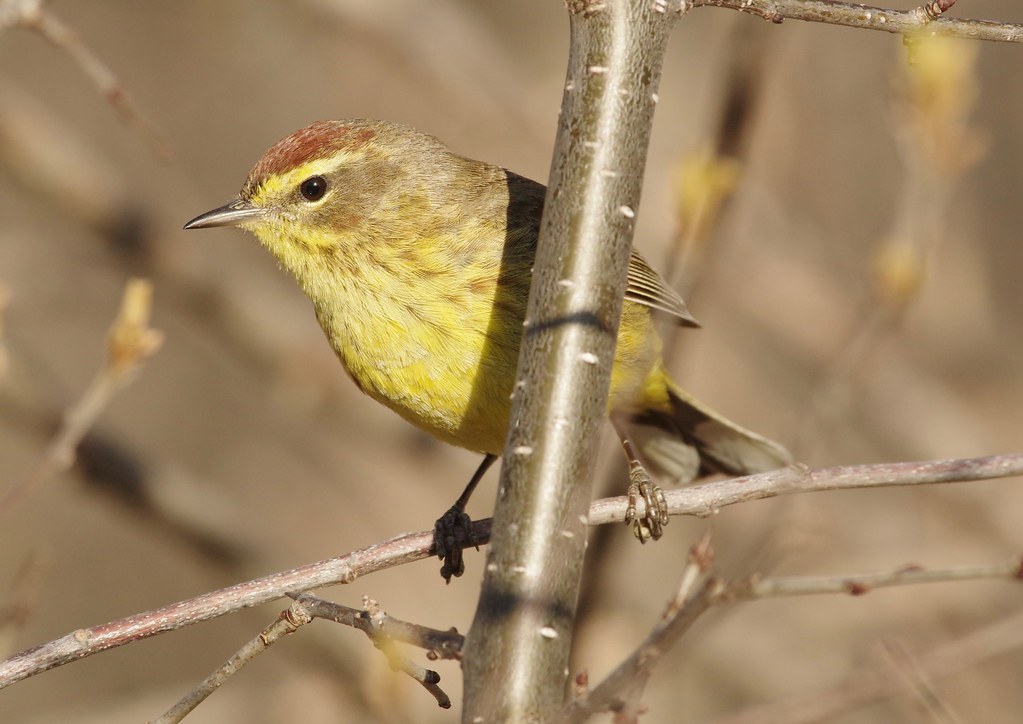 Palm Warbler Torbert MacDonald Park, Medford, MA Alan Trautmann
