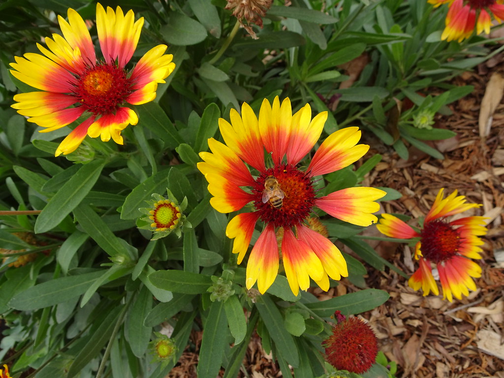 Wagga Wagga Botanic Gardens. Bee and daisy flowers in May.… Flickr