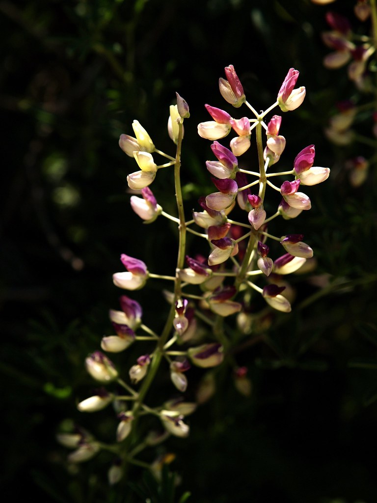 Wild Flowers Central Coast, California Flowers, Central … Flickr