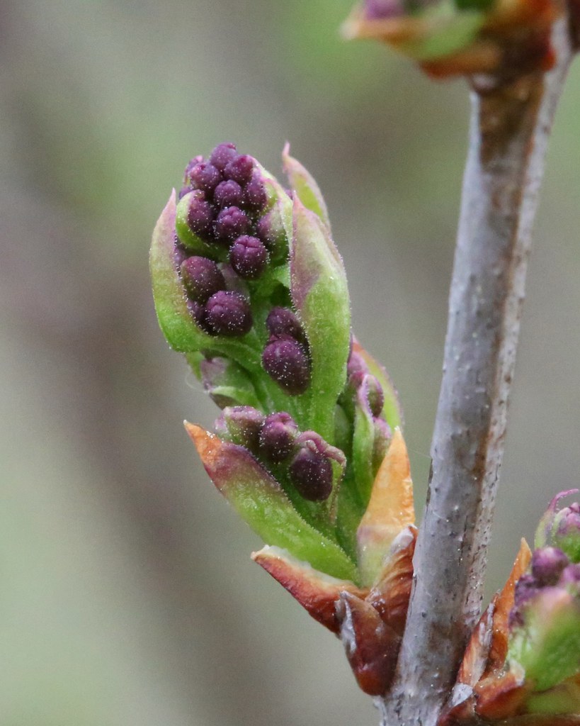 Lilac Buds Day 105 of 365. Photo taken April 15, 2015 J. Lupold Flickr