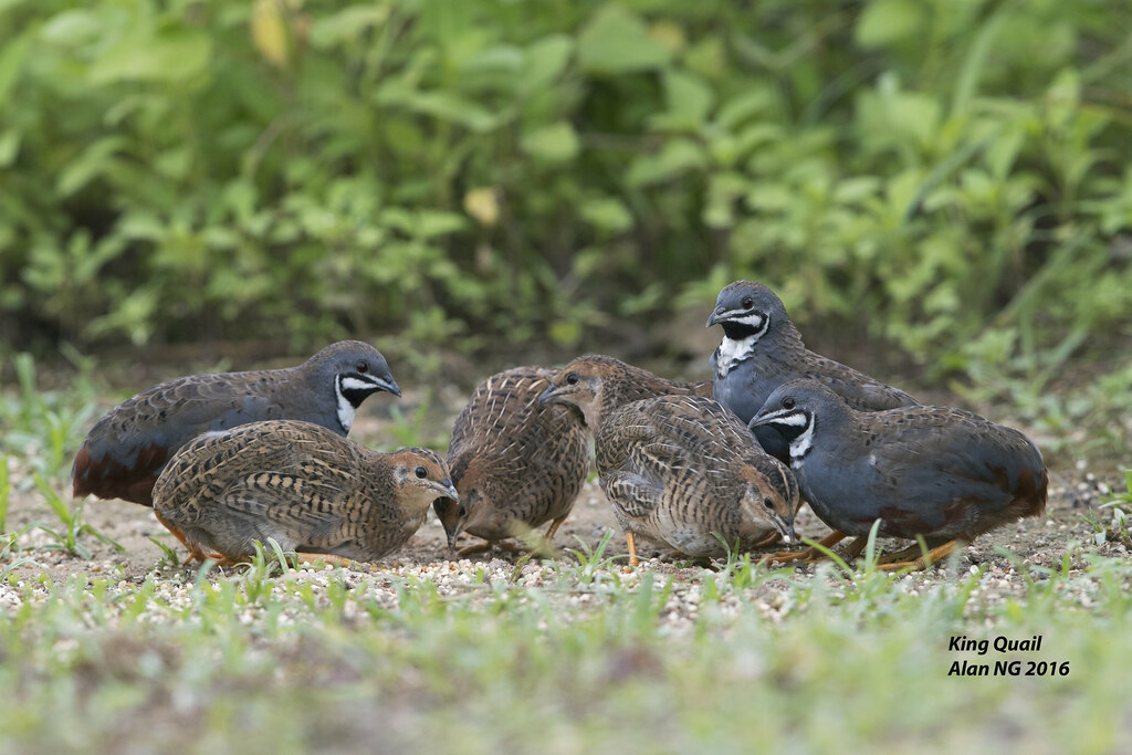 King Quail allnt Flickr