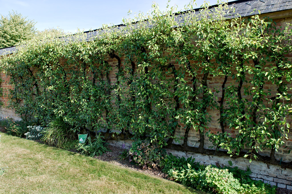 Poirier palissé Poirier du XVIIIe siècle greffé sur cognas… Flickr