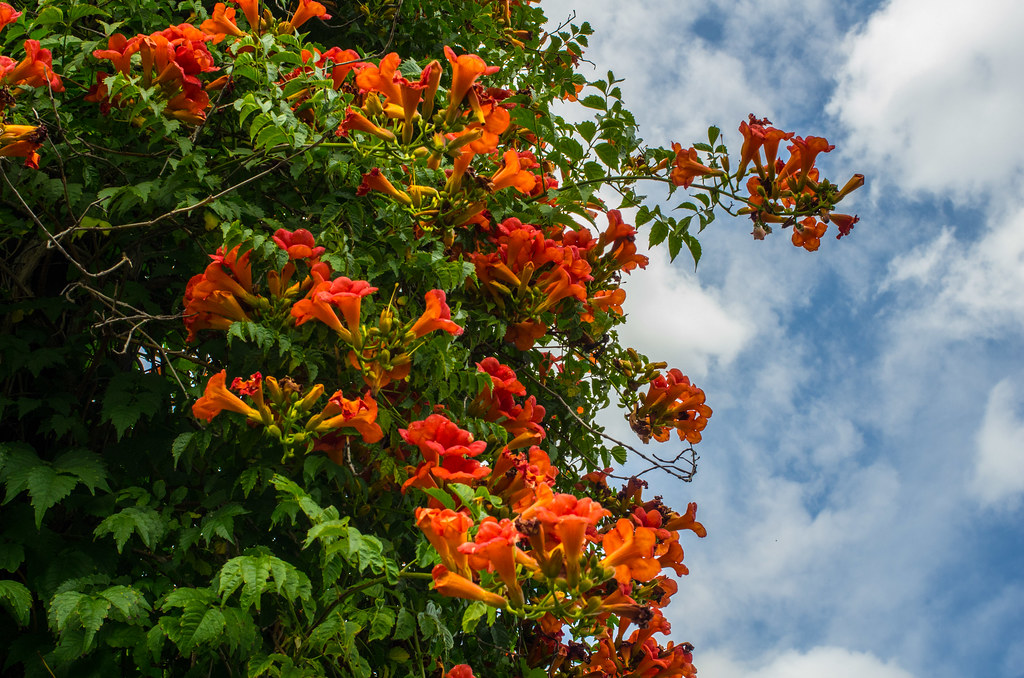 Climbing Orange Trumpet Vine Could be "Balboa Sunset" or "… Flickr