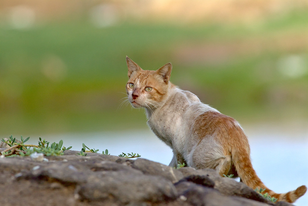 Street cat Jeddah, Saudi Arabia Henri Quatre Flickr