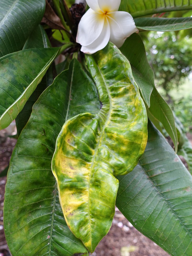 What Causes Black Spots On Plumeria Leaves
