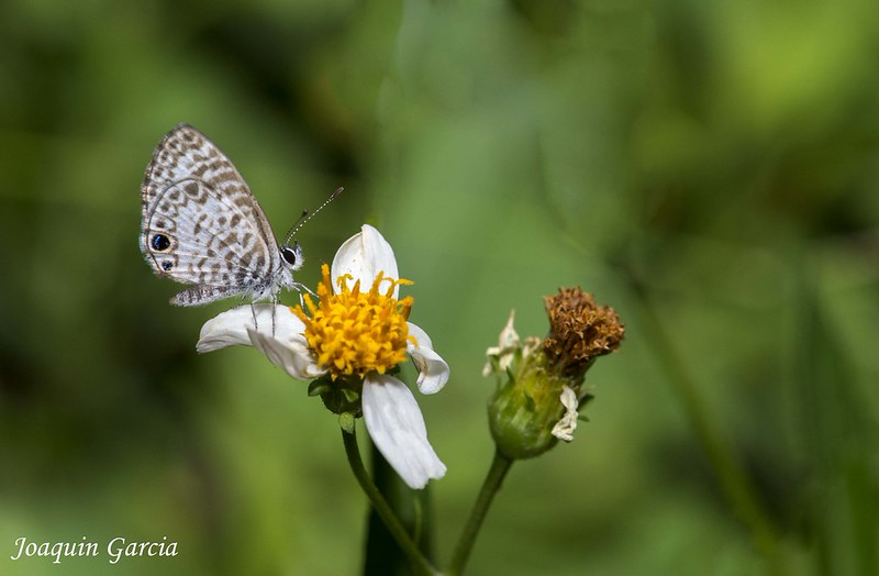 20 Blue Butterfly Species Insectic