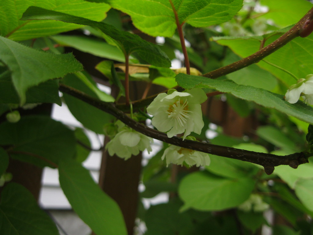 Hardy kiwi flowers 4 Though the flower looks like it