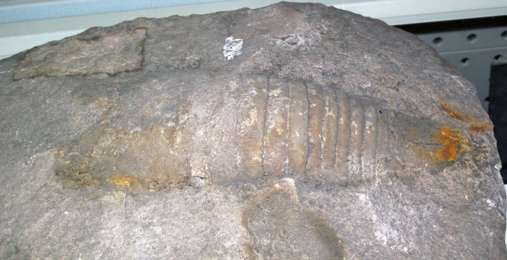 Cyrtoceratites ohioensis (fossil cephalopod) (possibly from the