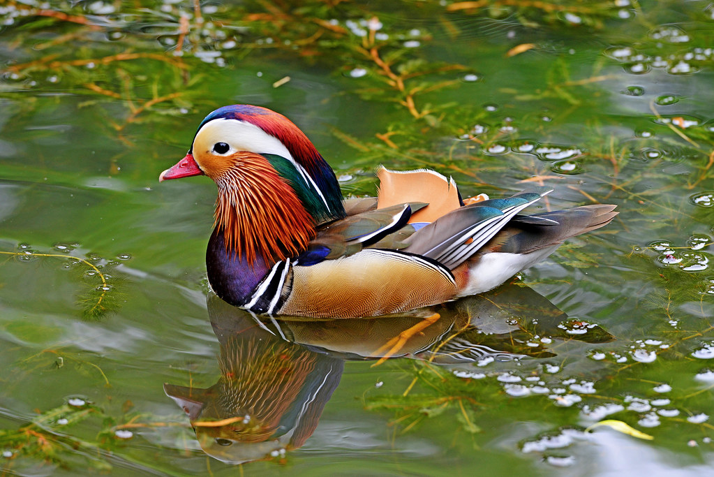 MANDARIN DUCK (HE) Location Isabella Plantation, London,… GA
