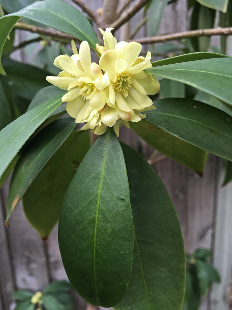 Illicium simonsii BWJ8024 Chris Flickr