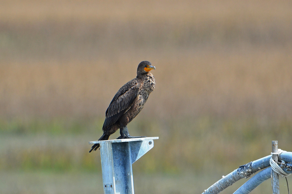 Doublecrested Cormorant (Juvenile), McIntosh Cou… Flickr