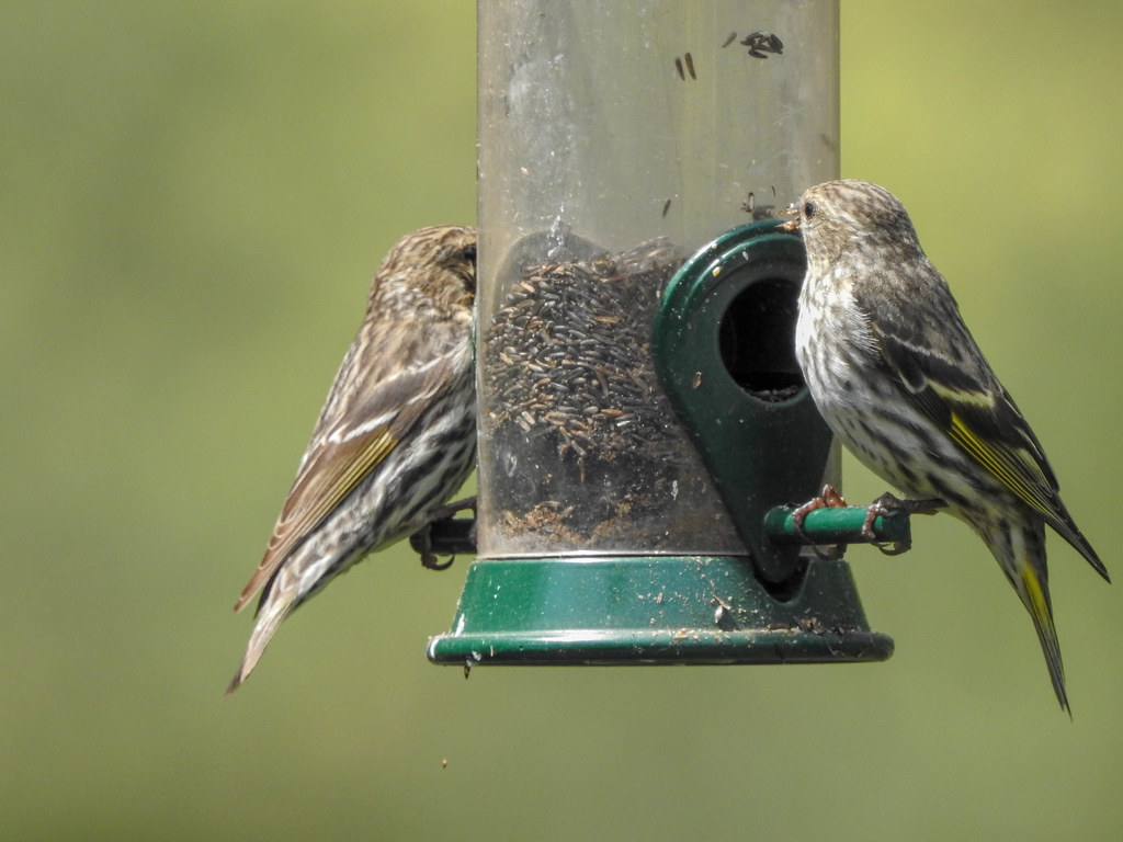 fringillidae pine siskin, at feeder, sanctuary, wilber tow… Flickr