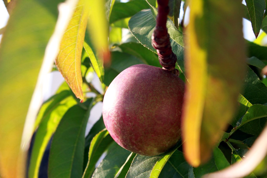 Growing Nectarine Assaf Shtilman Flickr