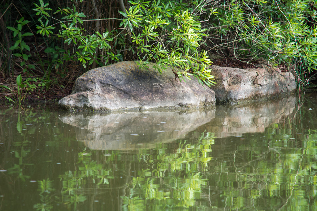 Swamp Rocks Took this while photographing the alligator in… Flickr