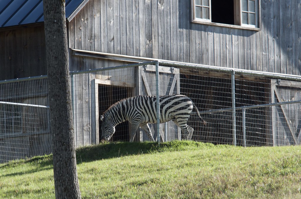 Zeus the Vermont Zebra This zebra might be the only privat… Flickr