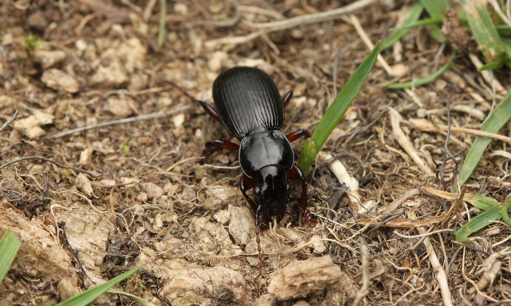 9737 Pterostichus madidus Black Clock Beetle (Pterostichus… Flickr