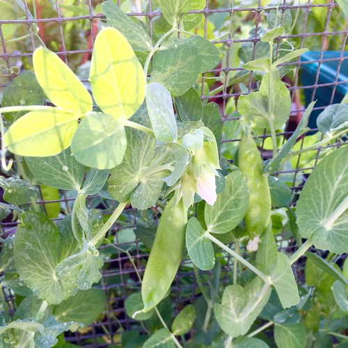 Edible pod snap peas Rosa Say Flickr