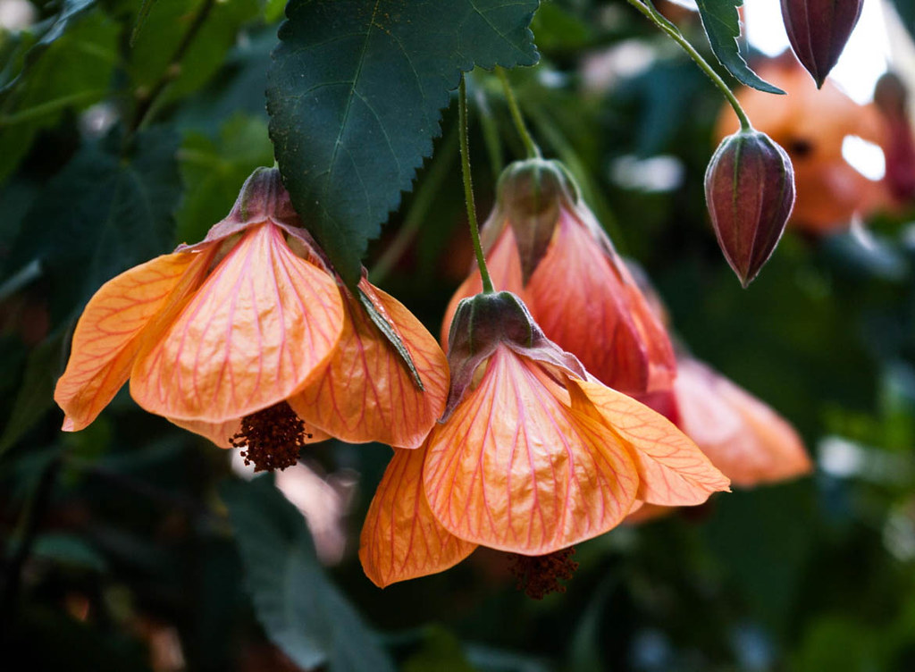 hanging flowers Abutilon flowering maple Samantha Forsberg Flickr