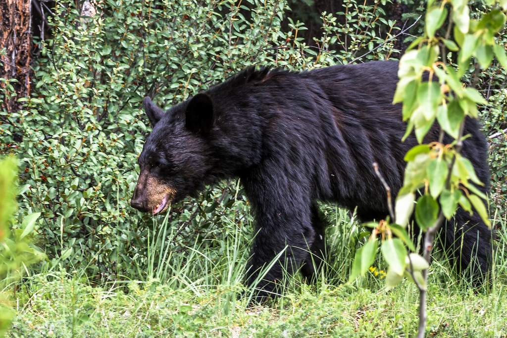 Random encounter Black bear finding berries Julien Kibler Flickr
