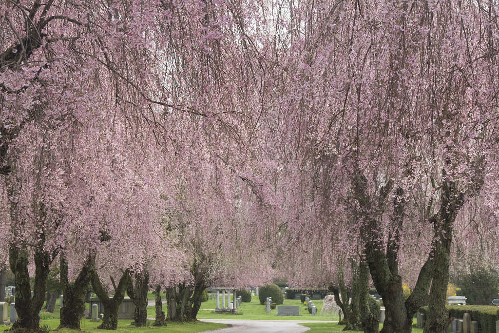 Lexington Cemetery April 2015 4 Anthony Flickr
