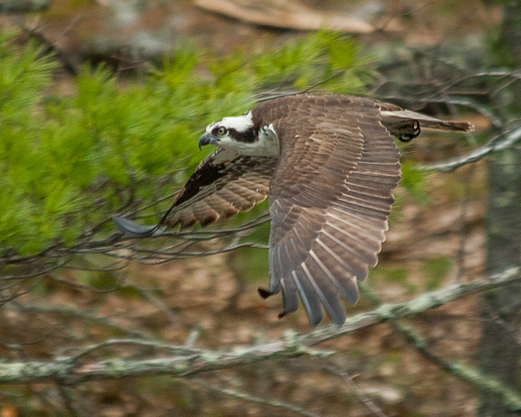 Osprey In nearby Woolwich, Maine this Osprey was perched i… Flickr