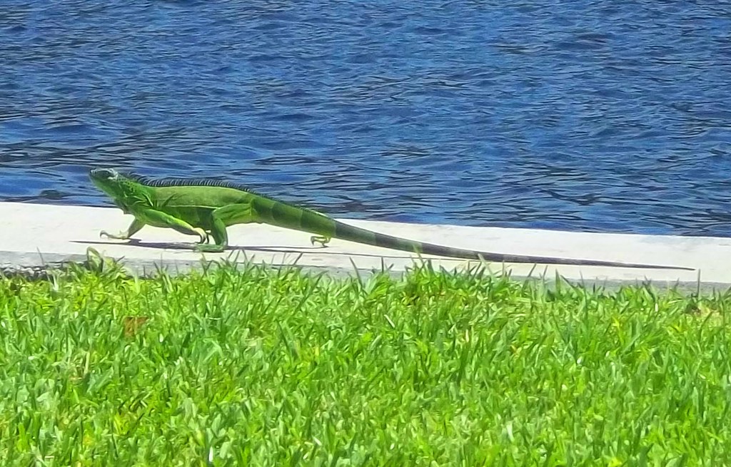 Historic Colee Hammock Park in Ft. Lauderdale, FL Sunday v… Flickr