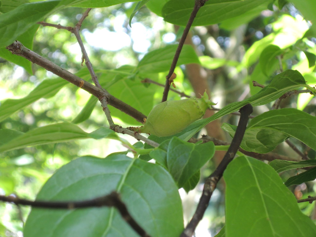a Japanese allspice seed fujiki3 Flickr