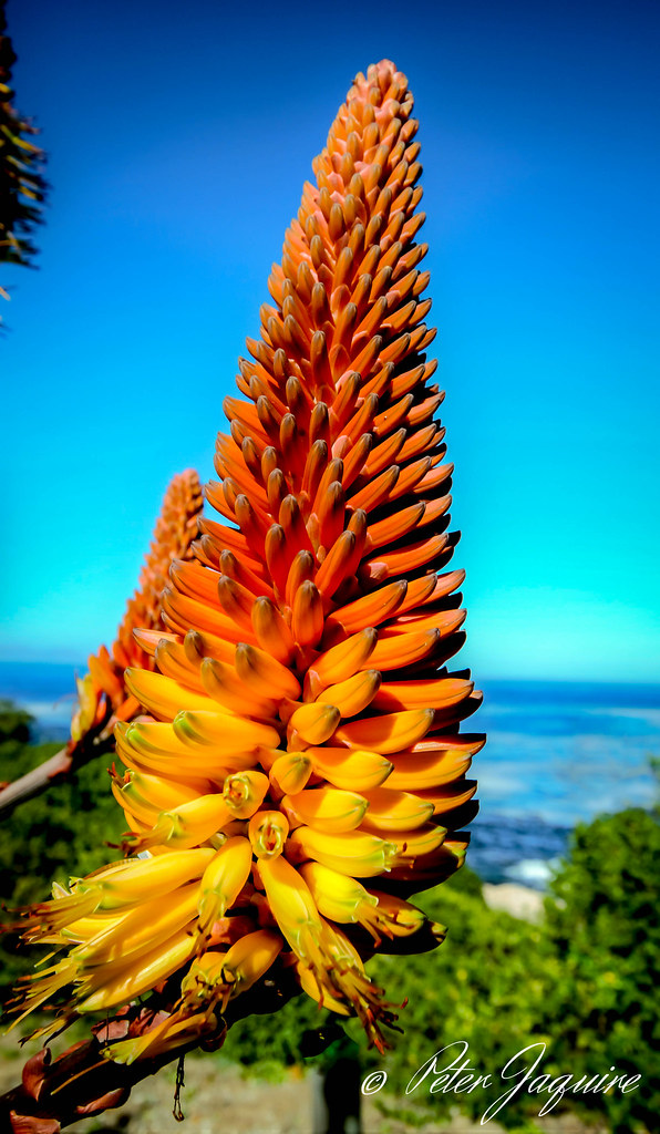 Aloe Hermanus Aloe flower in Hermanus Peter Jaquire Flickr