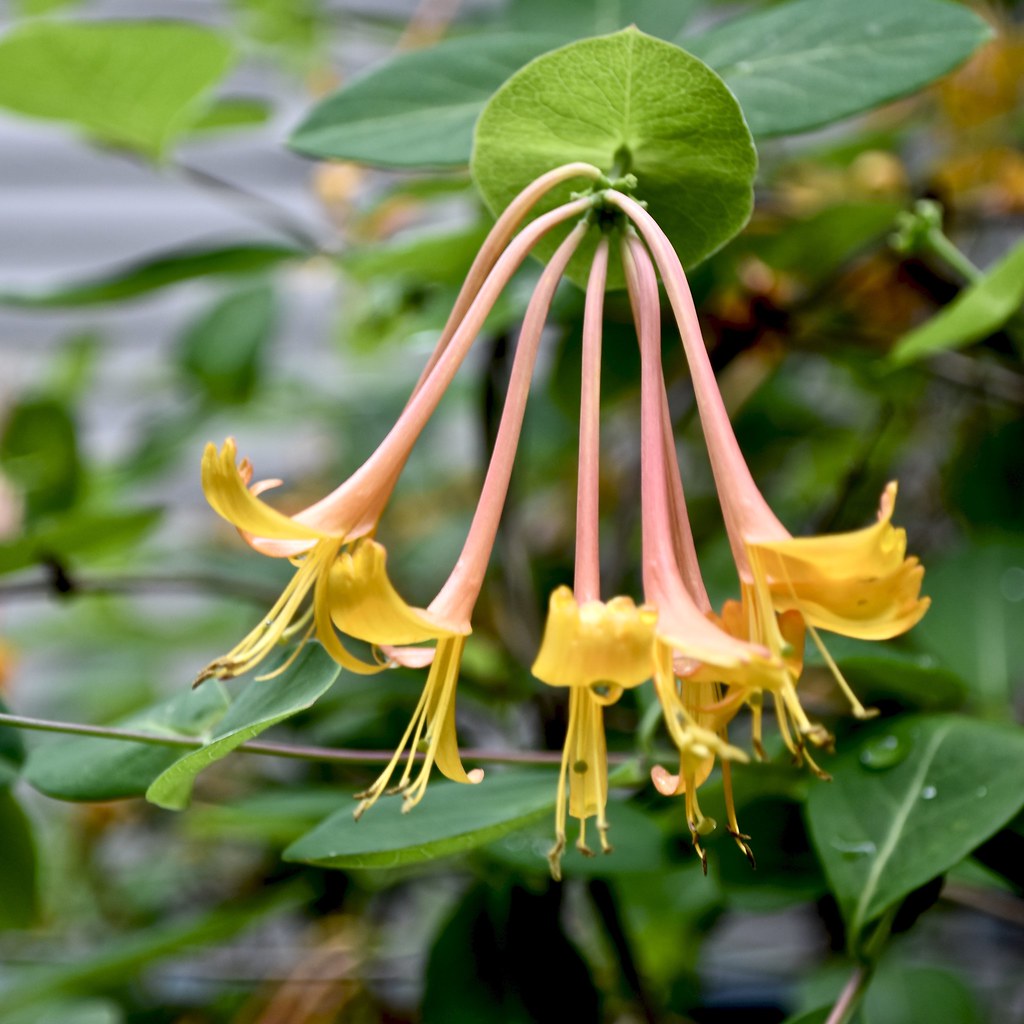 Honeysuckle Brian Crawford Flickr