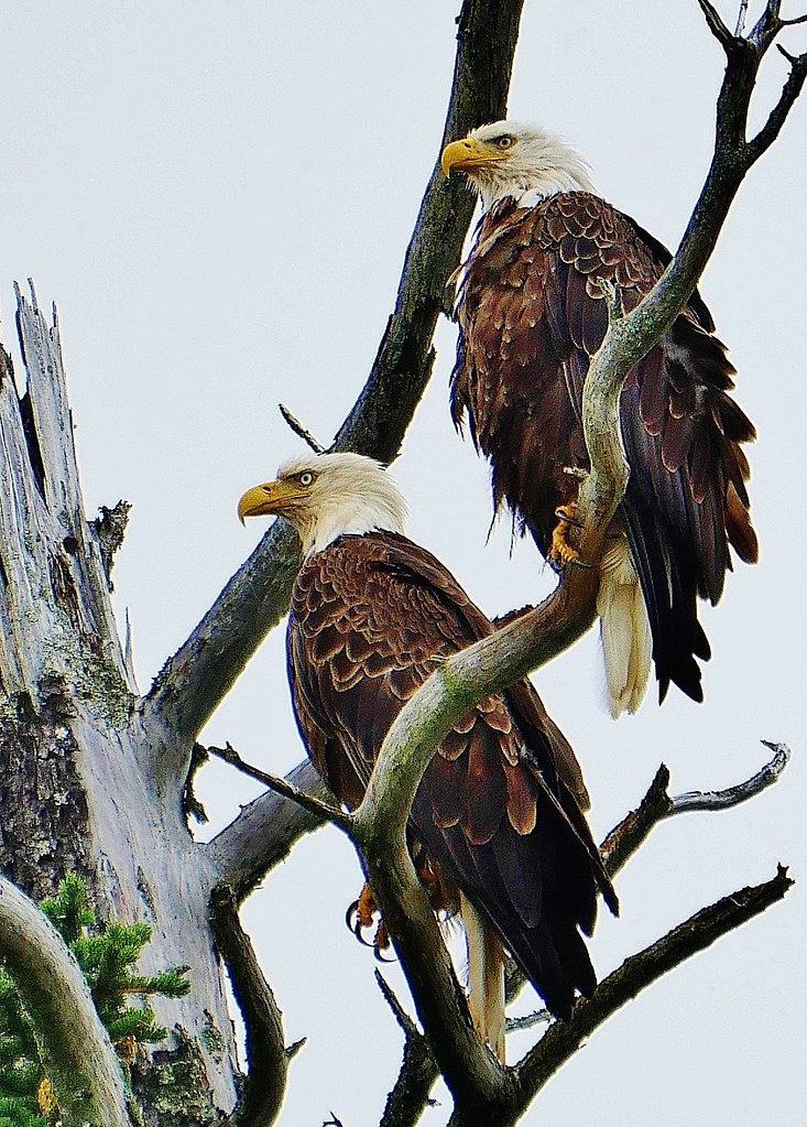 Male and Female Bald Eagle Lake Clark National Park Alaska… Flickr