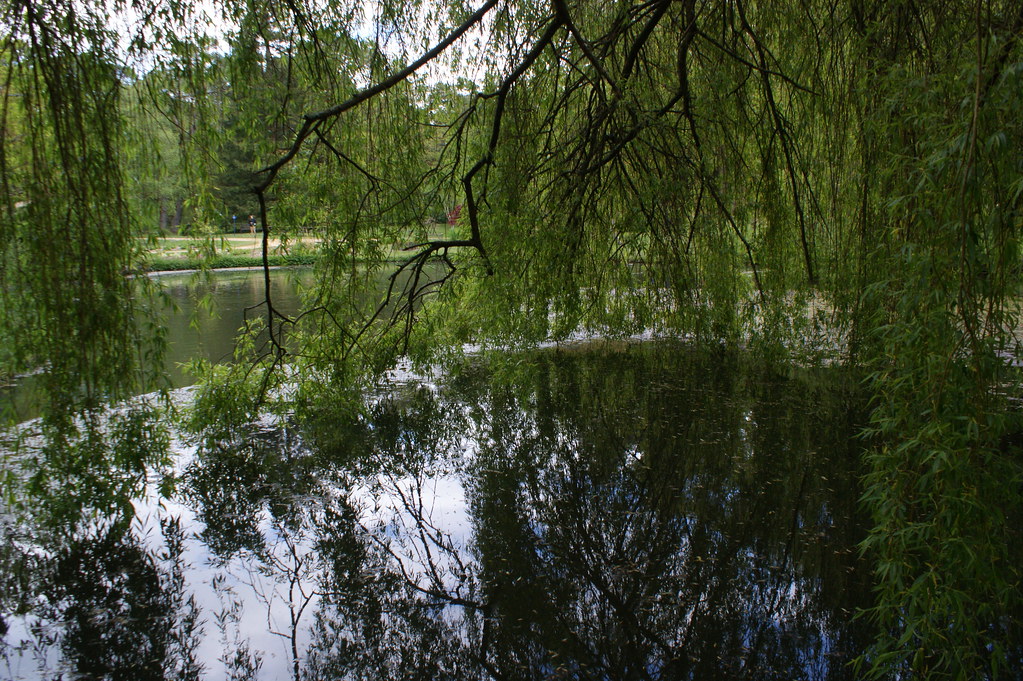 Willow Trees new forest 2015 Graham johnson Flickr