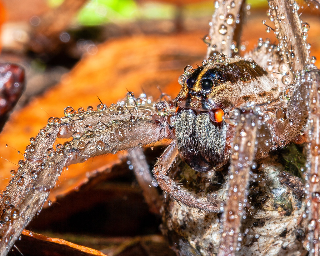 egg sac on Tumblr