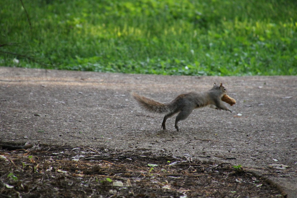 Squirrel Enjoying Fried Chicken at Vanderbilt University (… Flickr