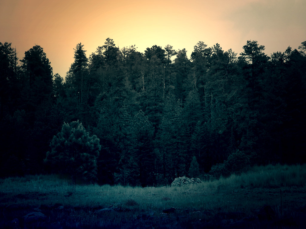 Dark Green Forest at Sunset License Public Domain Dedicat… Flickr