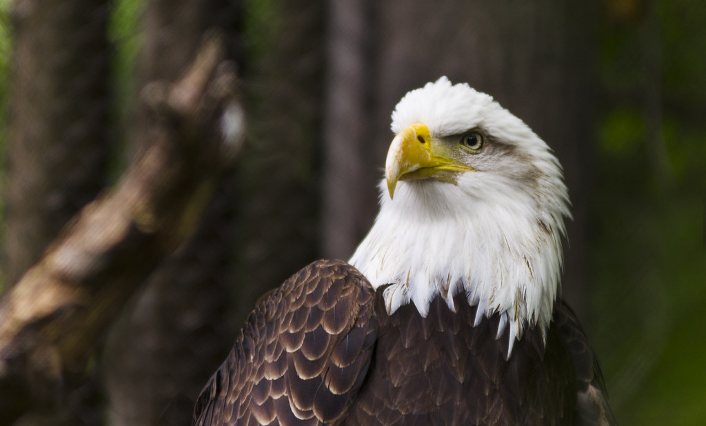Minnesota Zoo Bald Eagle Magnificent Minnesota category … Flickr