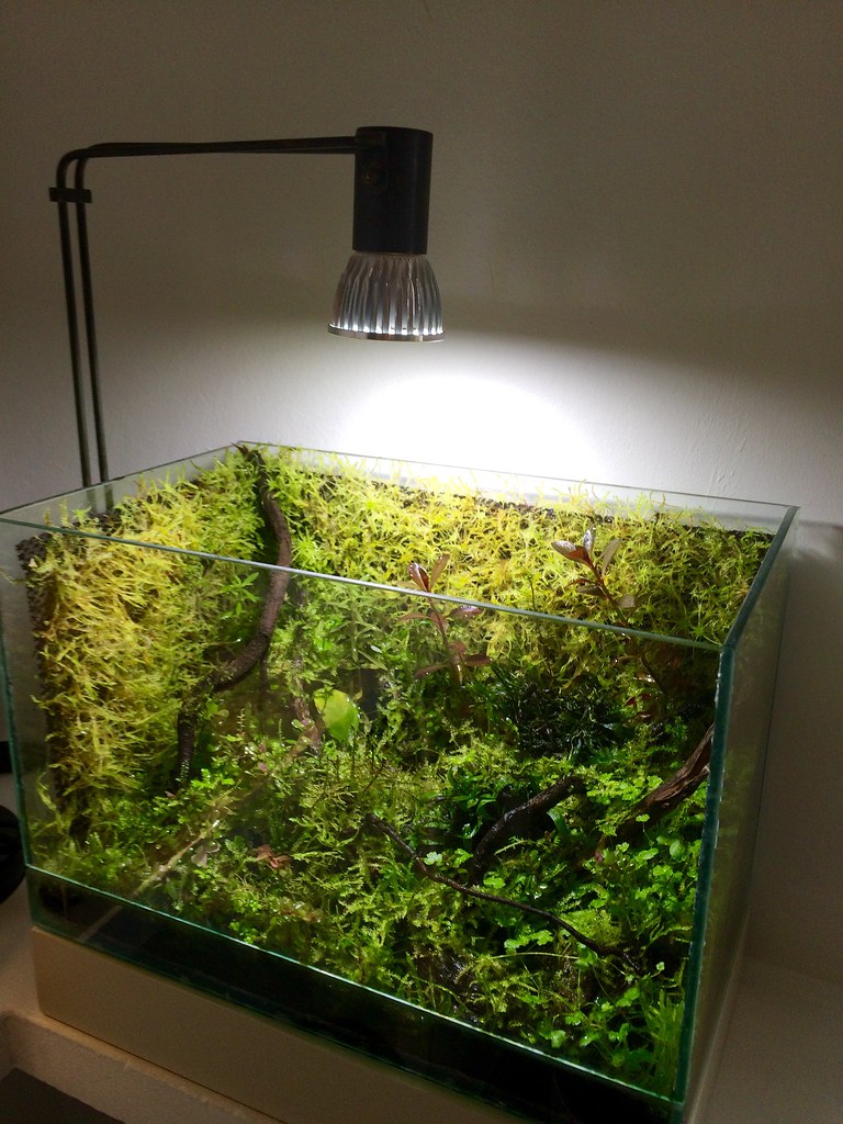 Emersed aquatic plants nano vivarium. Update April 2015 Flickr