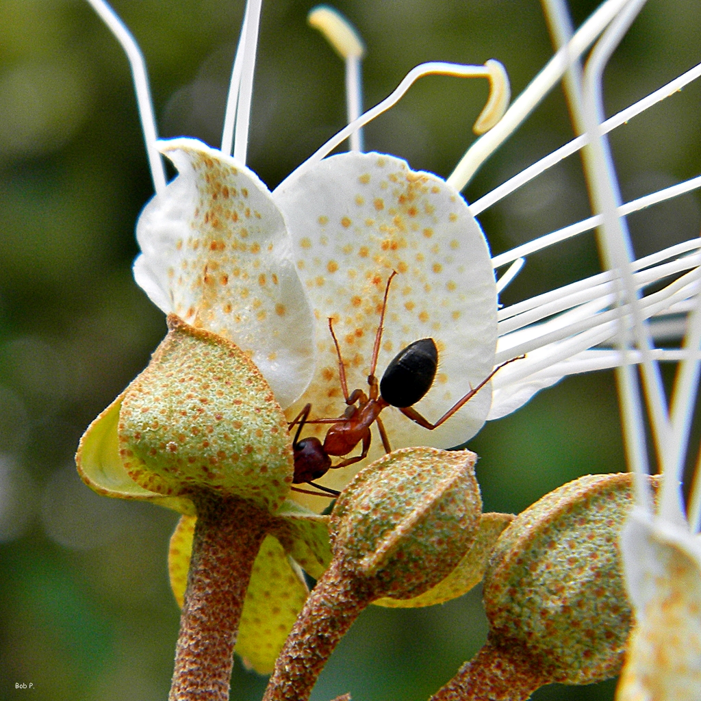 Blossom's Best Friend After Jamaica caper buds burst open,… Flickr